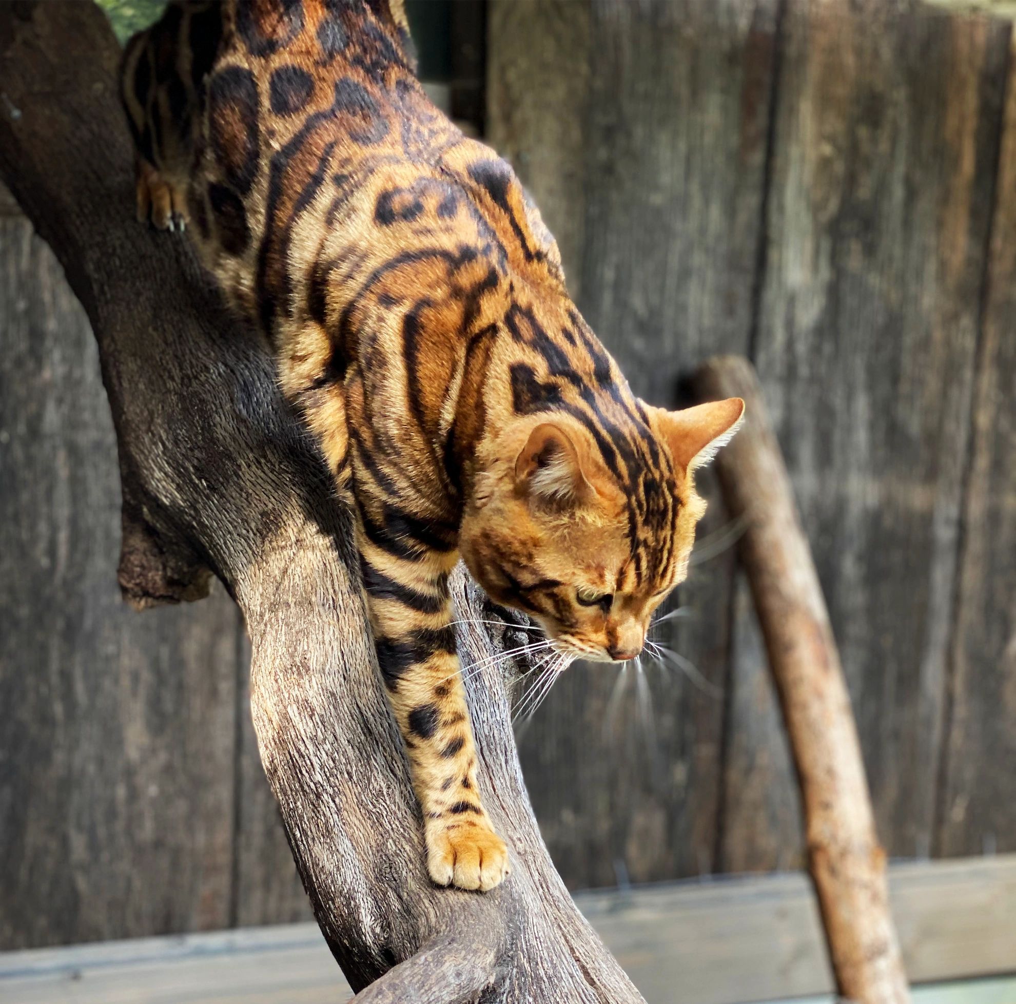 Bishops Bengals - Bengal Cat, Bengal Cat, Bengal Kitten